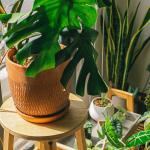 Plantas em casa podem fazer mais do que decorar: veja o que a ciência descobriu