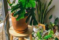 Três erros que você comete com as plantas ao sair de férias, segundo jardineiro