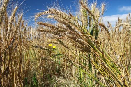 Para os cereais de inverno, como trigo, cevada e aveia, as orientações se concentram na prevenção de doenças, manejo da adubação e planejamento da colheita • Paulo Lanzetta/ Embrapa