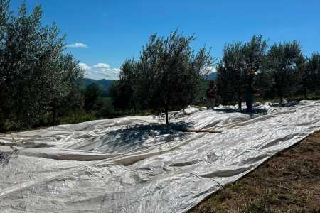 Oliveiras do Sítio da Pedra, em Caldas, Serra da Mantiqueira • Arquivo pessoal