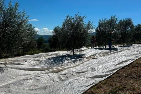 Oliveiras do Sítio da Pedra, em Caldas, Serra da Mantiqueira • Arquivo pessoal