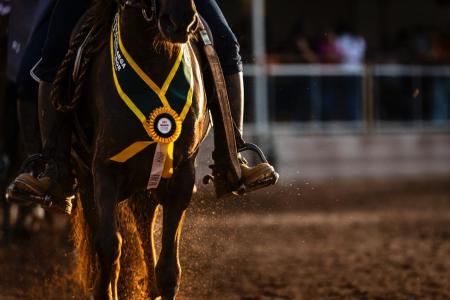 Exposição Nacional do Mangalarga Marchador deve reunir 200 mil visitantes em BH