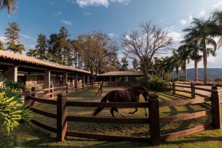 Mercado de cavalos impulsiona expansão de condomínios equestres no país