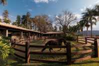 Mercado de cavalos impulsiona expansão de condomínios equestres no país