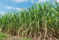 El Niño pode beneficiar safra da cana no Centro-Sul, mas açúcar opera com cautela