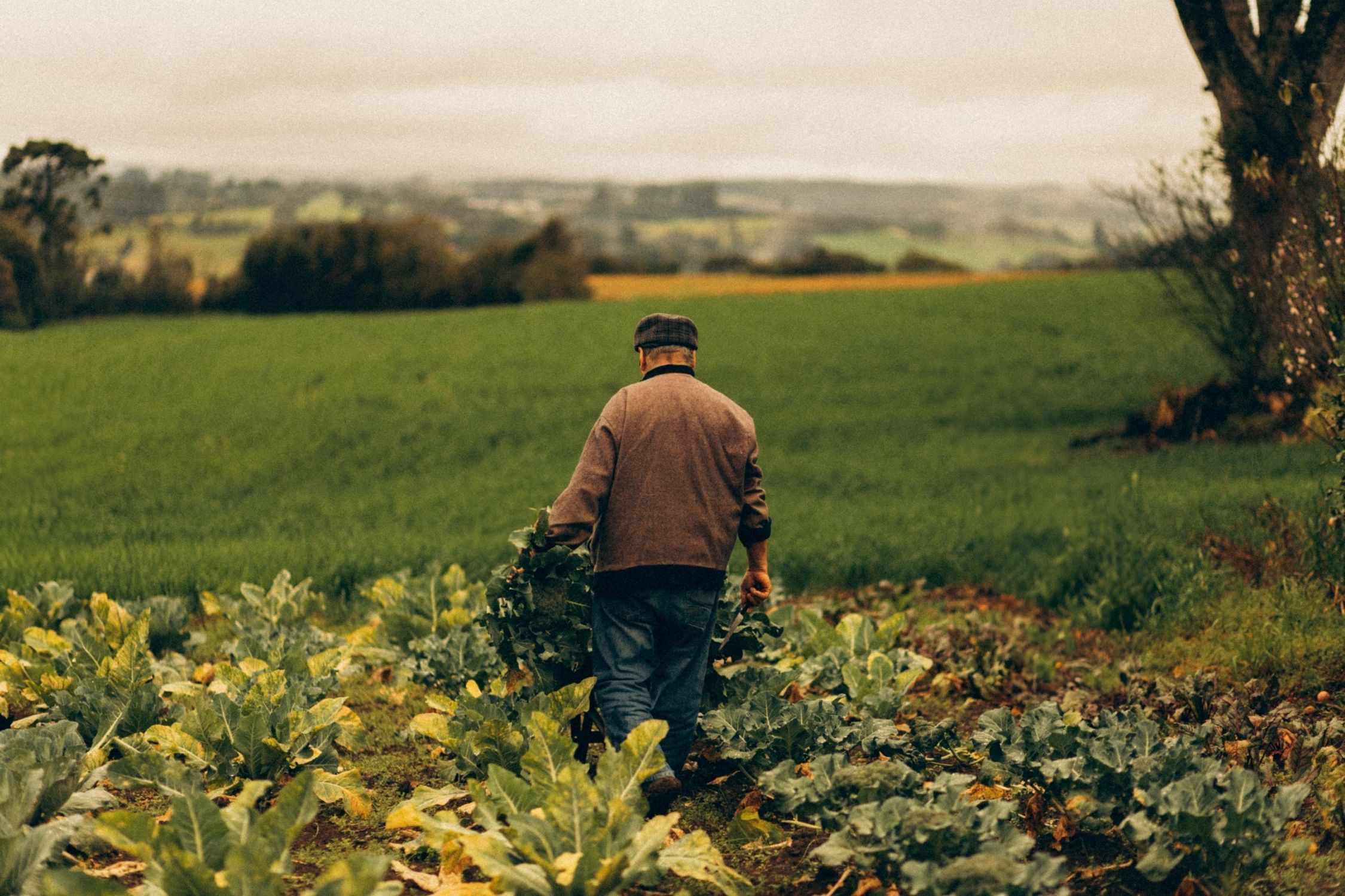 Dia do Agricultor: força do campo sustenta um quarto da economia do Brasil