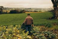 Dia do Agricultor: força do campo sustenta um quarto da economia do Brasil