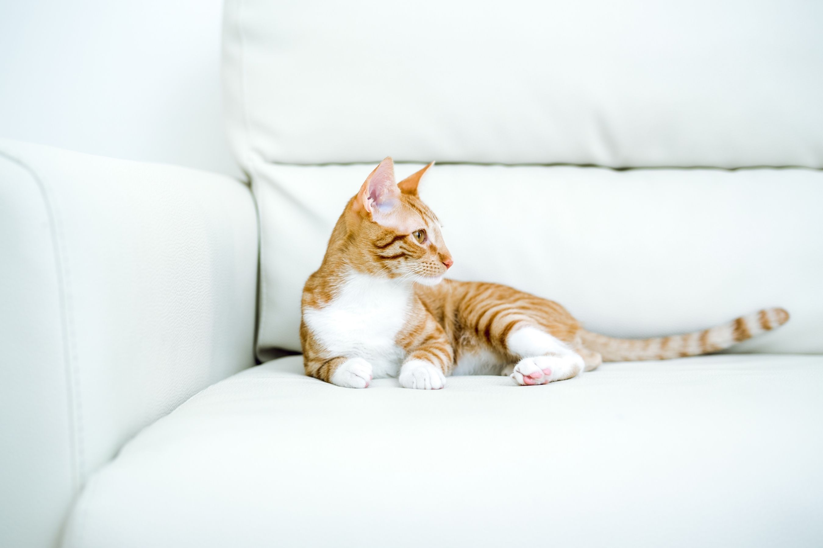 Por que seu gato fica tranquilo quando você viaja, segundo a ciência do comportamento felino