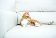 Por que seu gato fica tranquilo quando você viaja, segundo a ciência do comportamento felino