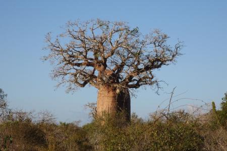 Segundo provérbio africano, raízes profundas protegem do vento e fortalecem a vida