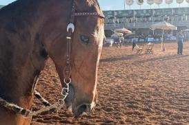 43ª Exposição Nacional do Cavalo Mangalarga Marchador