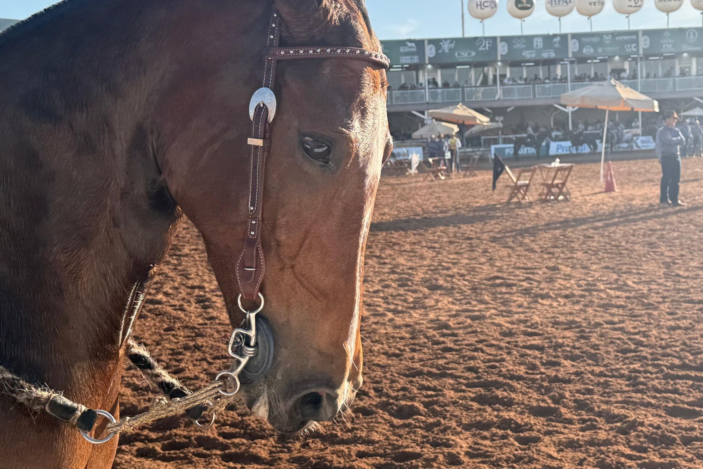 Mangalarga Marchador mira mercado externo e debate expansão na 43ª Exposição Nacional
