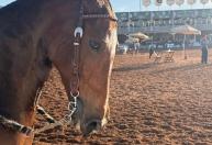 Mangalarga Marchador mira mercado externo e debate expansão na 43ª Exposição Nacional