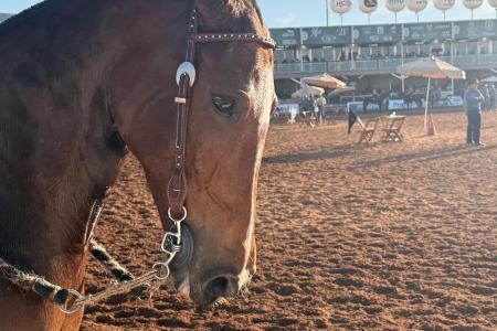 Mangalarga Marchador mira mercado externo e debate expansão na 43ª Exposição Nacional