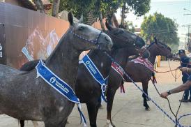 43ª Exposição Nacional do Cavalo Mangalarga Marchador