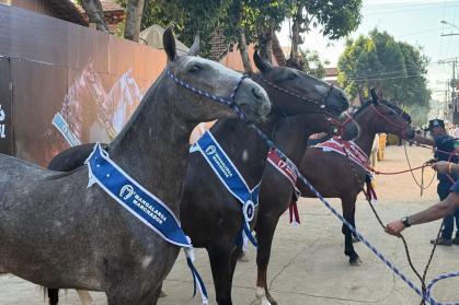 43ª Exposição Nacional do Cavalo Mangalarga Marchador