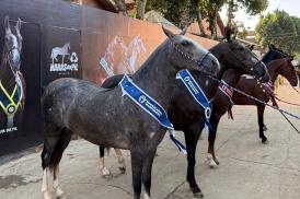 43ª Exposição Nacional do Cavalo Mangalarga Marchador