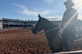 43ª Exposição Nacional do Cavalo Mangalarga Marchador