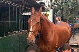 43ª Exposição Nacional do Cavalo Mangalarga Marchador