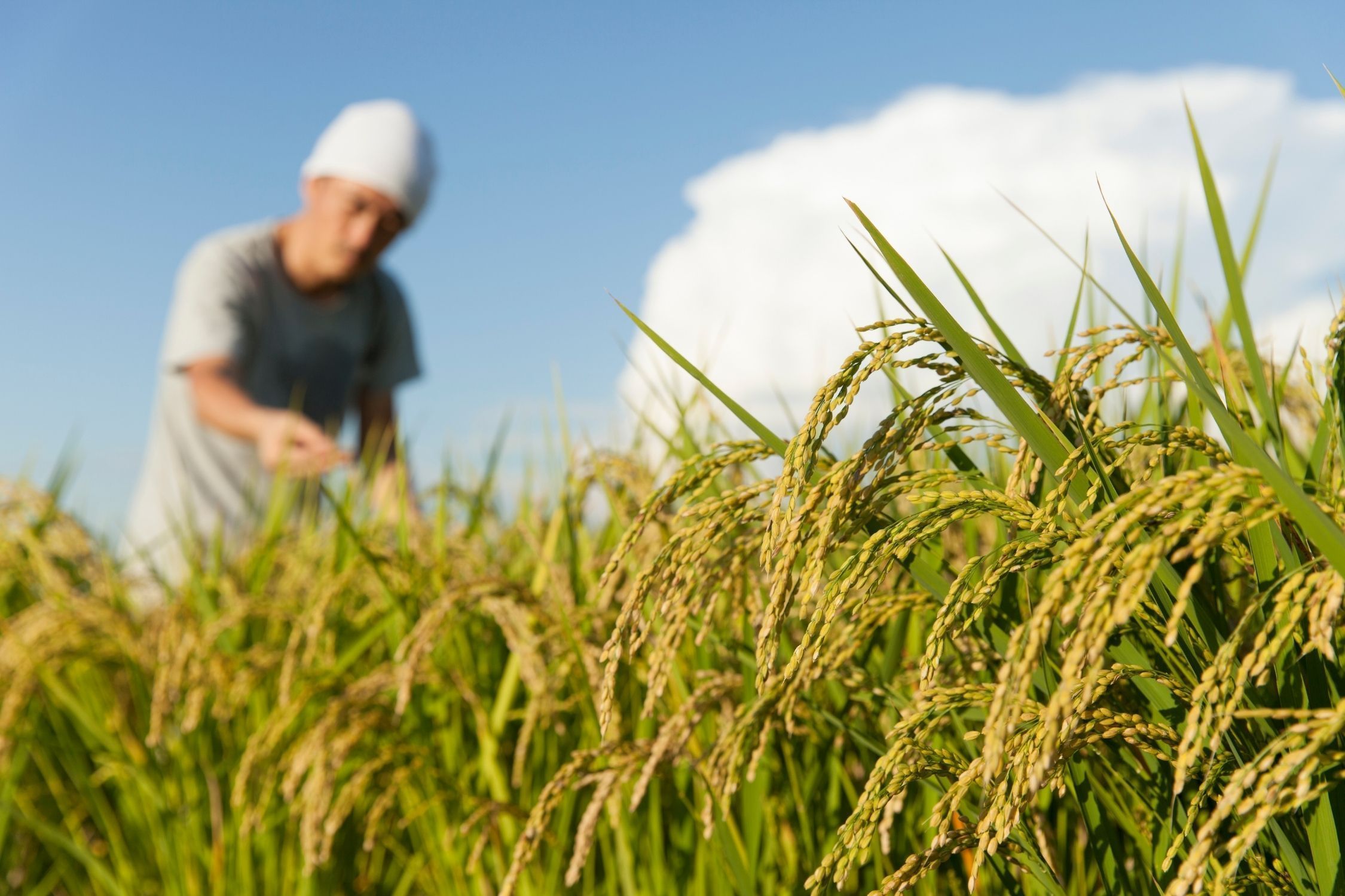 MP deixa 88% da dívida rural gaúcha sem acesso a crédito facilitado, aponta Farsul
