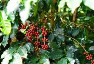 Safra de café vai bem, mas El Niño acende alerta para 2027, aponta Cooxupé