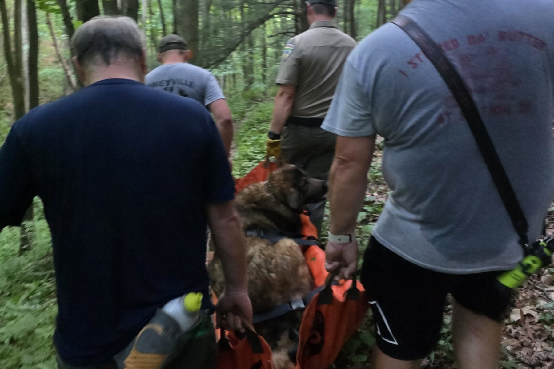 Cachorra fica ferida durante trilha nos EUA, e tutor corre quilômetros até encontrar ajuda
