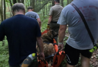 Cachorra fica ferida durante trilha nos EUA, e tutor corre quilômetros até encontrar ajuda