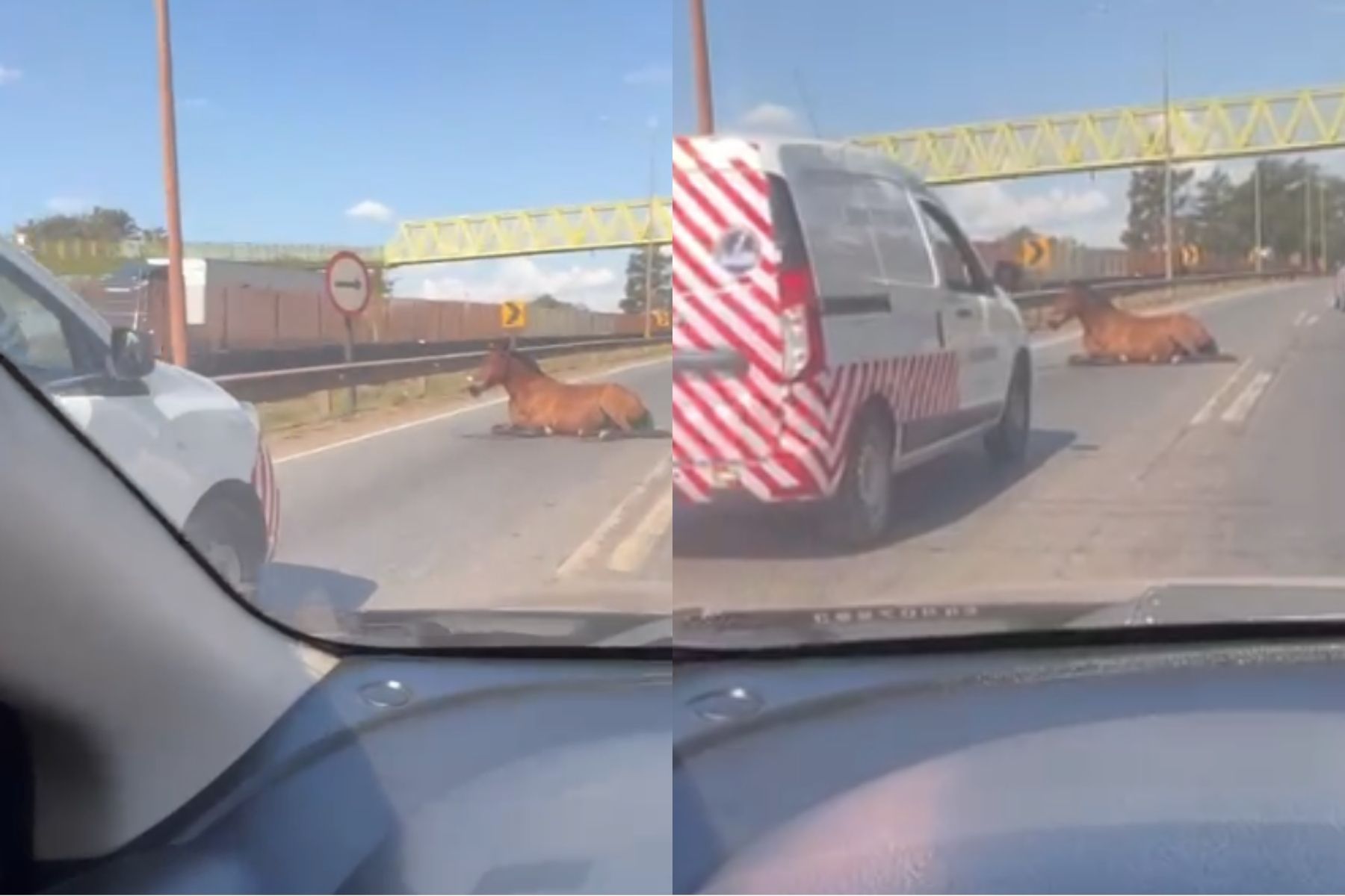 Cavalo é atropelado na BR-040, em Ribeirão das Neves, na Grande BH