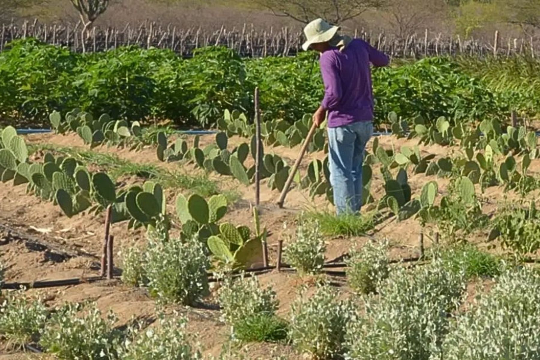 Inadimplência rural cresce em Minas e acende alerta para alta no preço dos alimentos