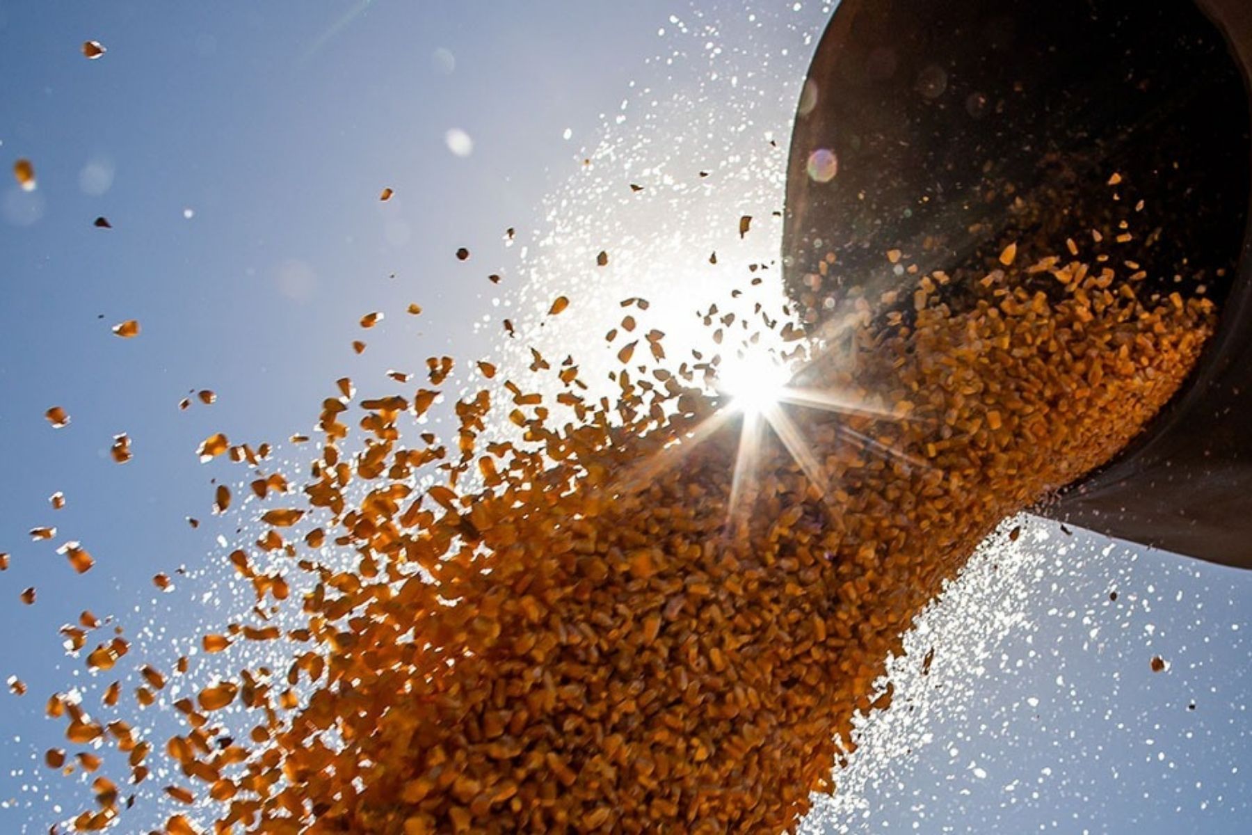 Produção de etanol de milho avança em MG com investimentos de grupos sucroenergéticos