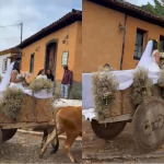 Vídeo: 'Tradição', diz noiva que chegou em carro de boi para casar em igreja histórica de MG