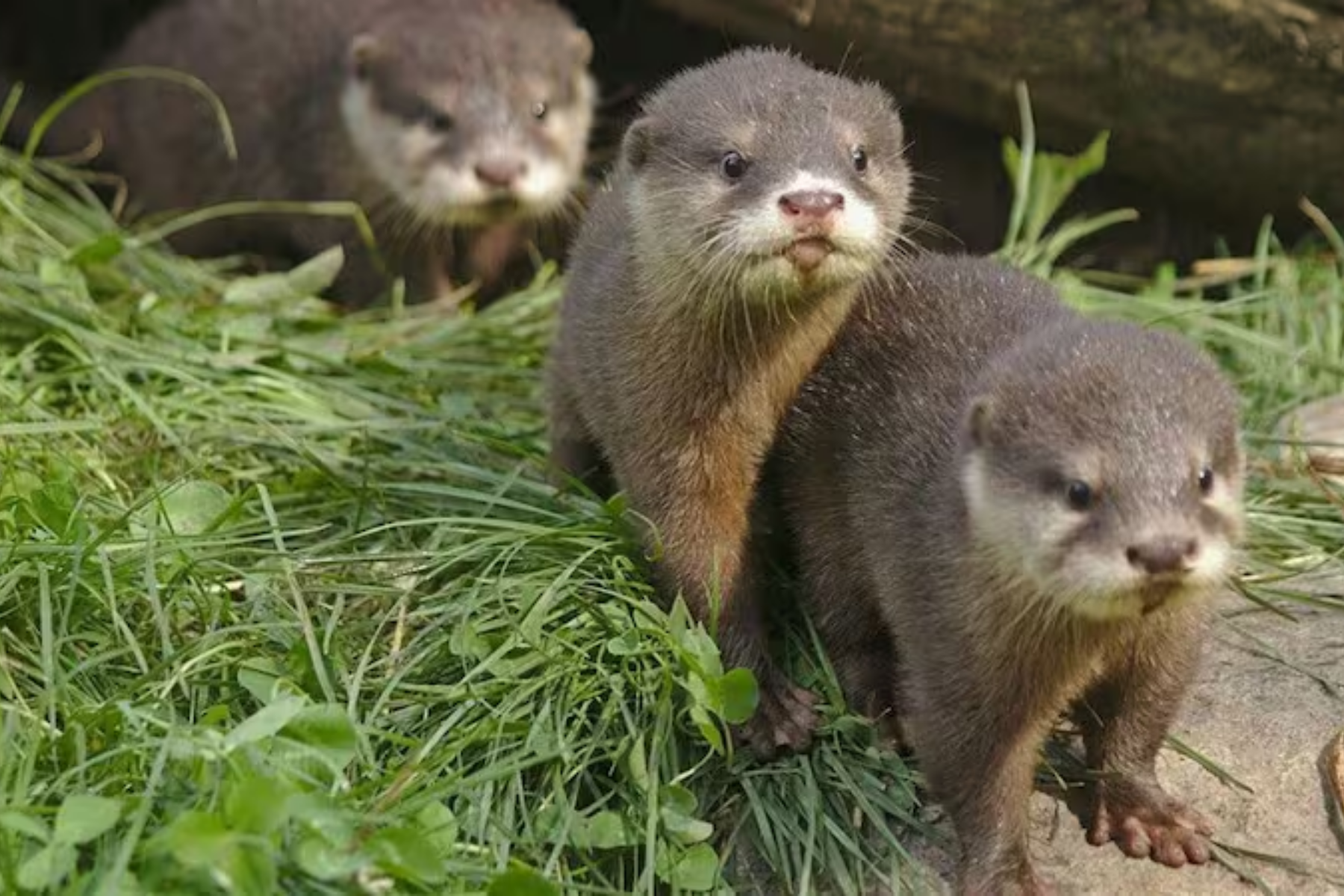 Animal que estava desaparecido há 40 anos reaparece em país da América Latina