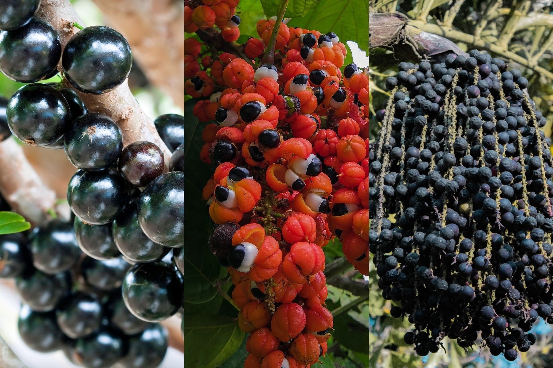 Frutas brasileiras podem ajudar a prevenir doenças ligadas ao envelhecimento, revela pesquisa