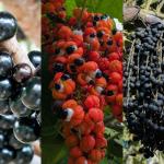 Frutas brasileiras podem ajudar a prevenir doenças ligadas ao envelhecimento, revela pesquisa