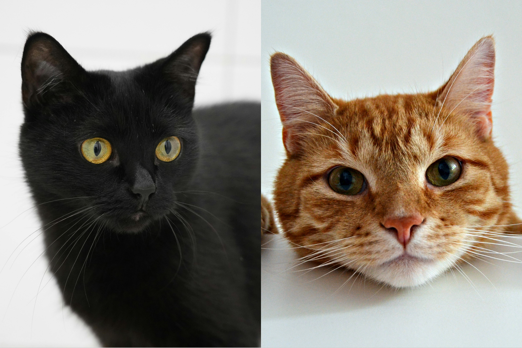 Nem laranja, nem preto, ciência revela qual é a cor dos gatos mais calmos e reflexivos do mundo