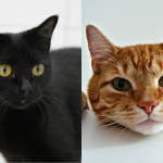 Nem laranja, nem preto, ciência revela qual é a cor dos gatos mais calmos e reflexivos do mundo