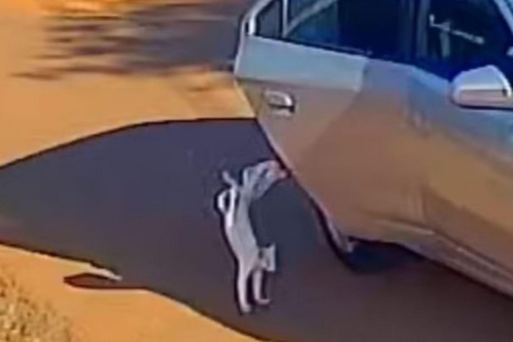 Gato é jogado de veículo em movimento e morre atropelado pelo carro da própria tutora no Acre