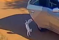 Gato é jogado de veículo em movimento e morre atropelado pelo carro da própria tutora no Acre