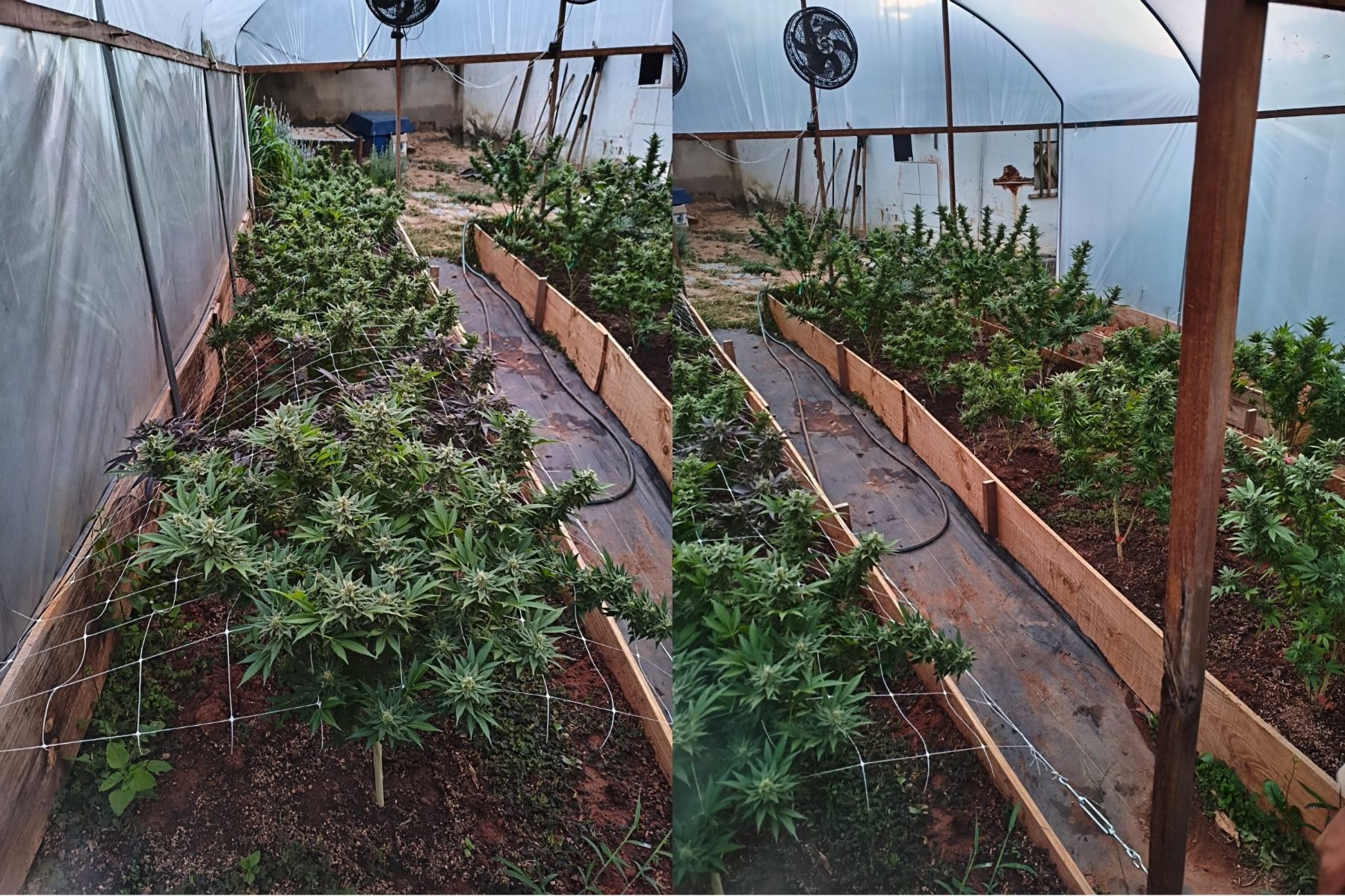 Polícia prende homem com plantação de maconha em apartamento alugado em BH