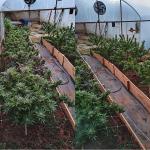 Polícia prende homem com plantação de maconha em apartamento alugado em BH