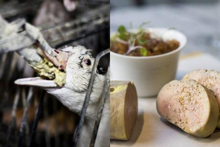 foie gras • Reprodução