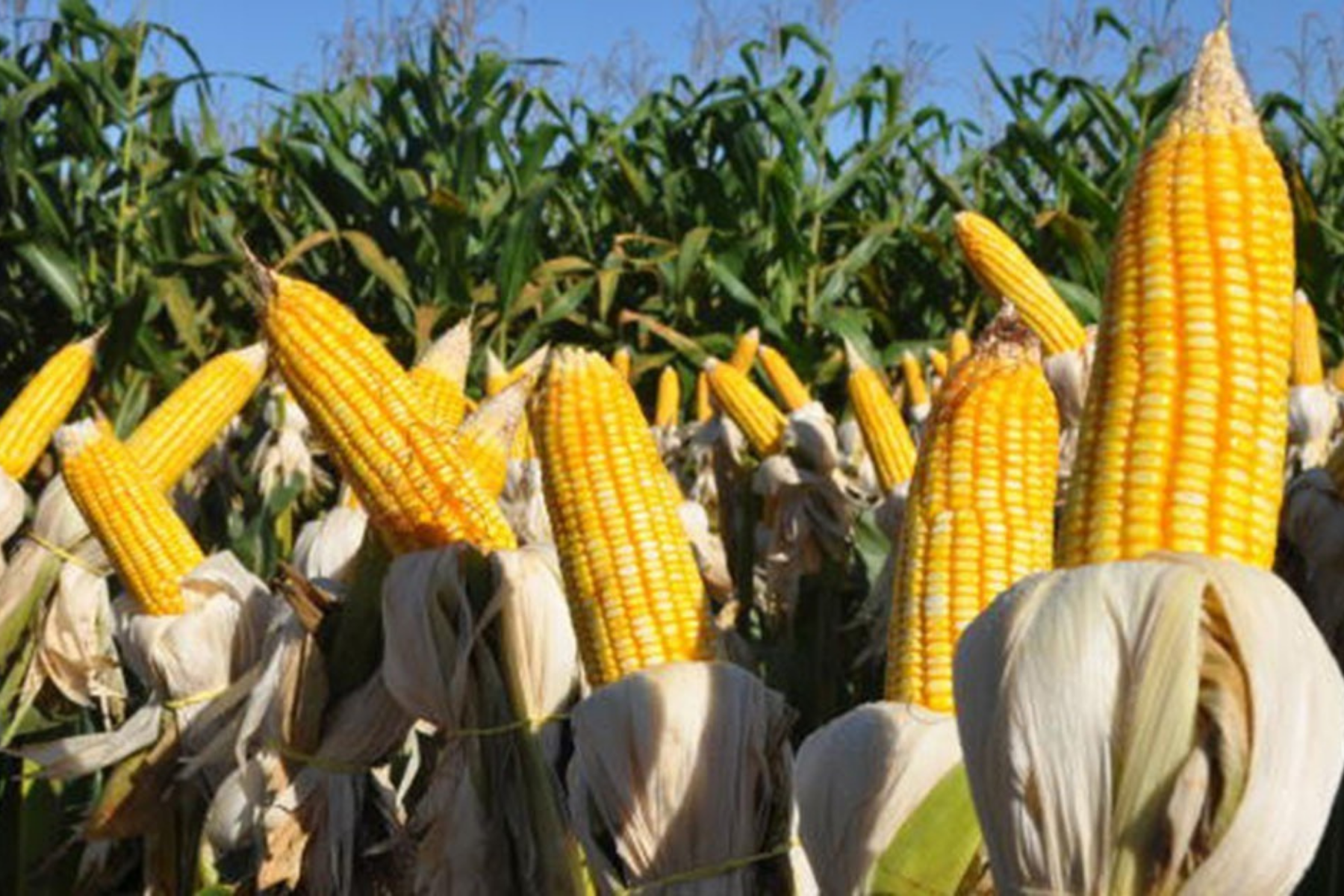 Conab projeta alta de 3,6% na produção de grãos em Minas Gerais na safra 2025/26