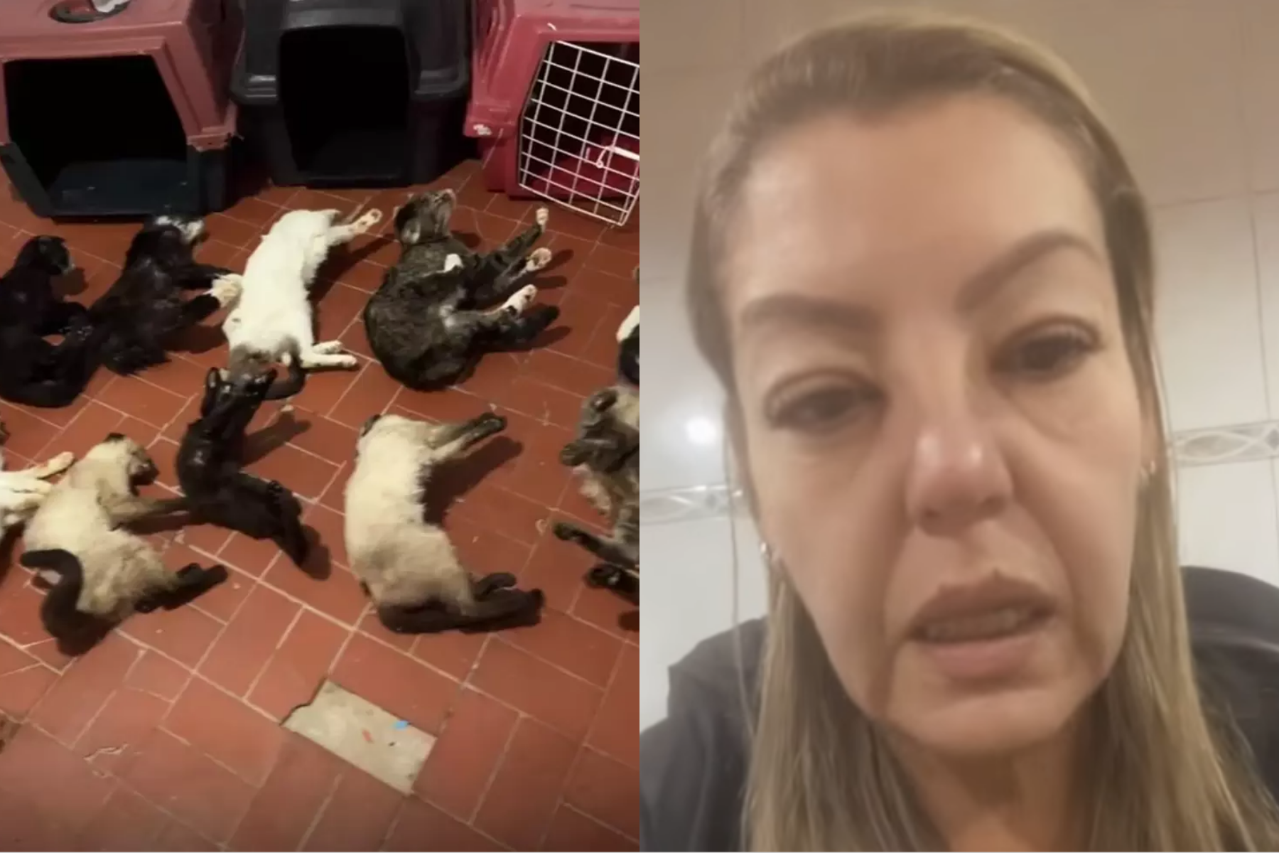 Dona de ONG é presa após polícia encontrar animais sob maus-tratos e gatos mortos em freezer