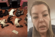 Dona de ONG é presa após polícia encontrar animais sob maus-tratos e gatos mortos em freezer
