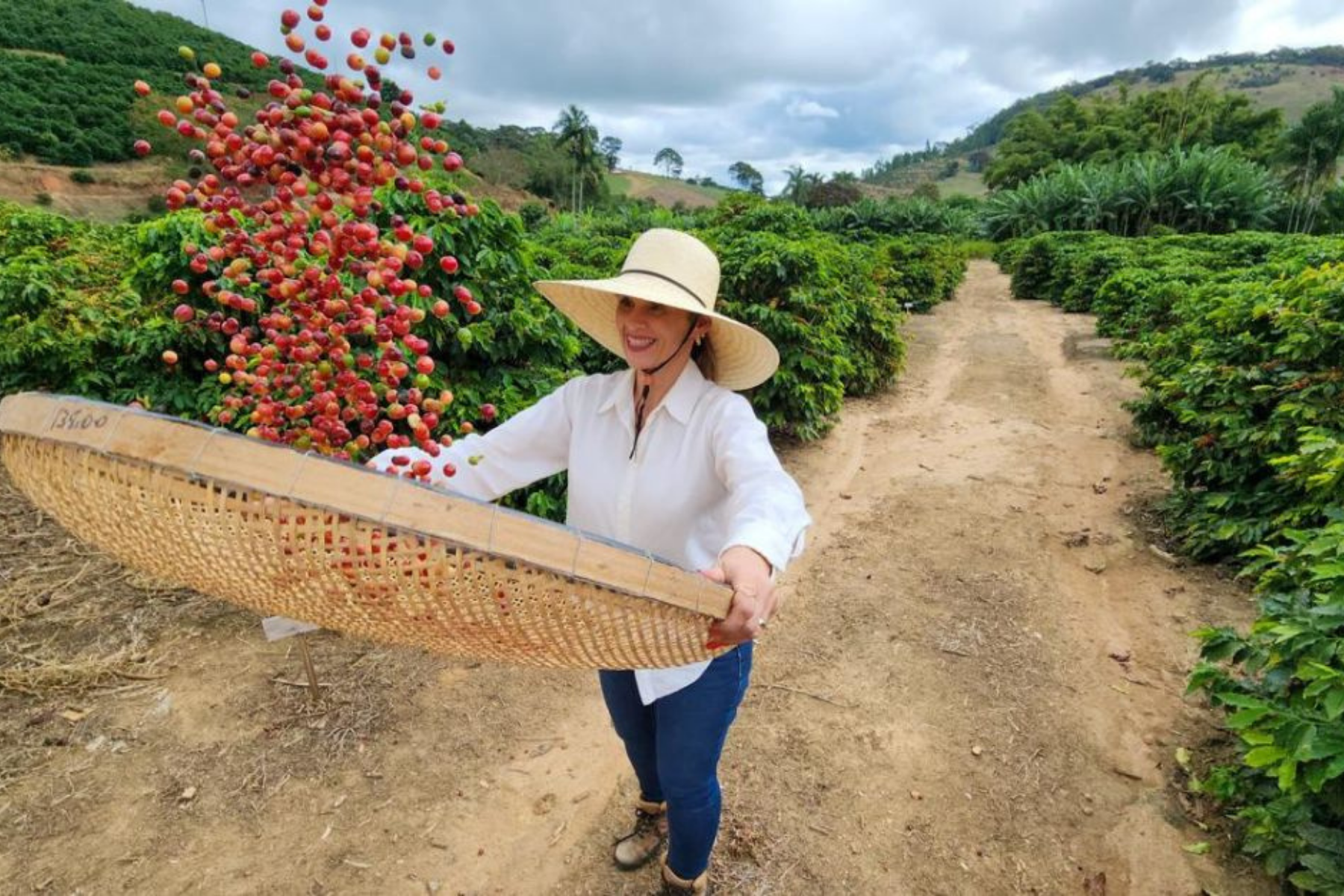 Tarifaço dos EUA poupa café e beneficia principal produto de exportação de Minas