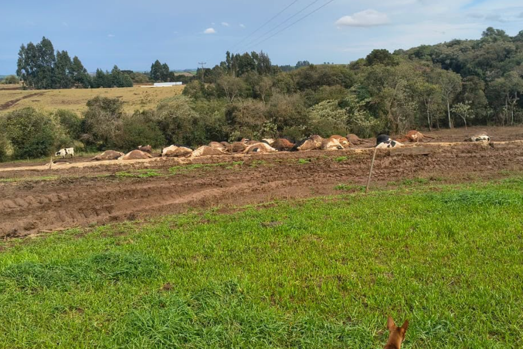 Cabo de alta tensão se rompe e mata cerca de 30 vacas em propriedade rural de SC