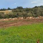 Cabo de alta tensão se rompe e mata cerca de 30 vacas em propriedade rural de SC