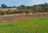 Cabo de alta tensão se rompe e mata cerca de 30 vacas em propriedade rural de SC