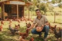 Como criar uma granja de galinhas poedeiras lucrativa do zero