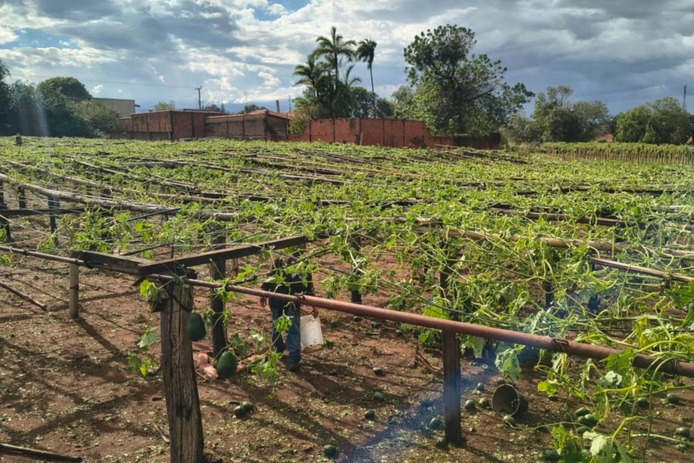 Temporal devasta lavouras em SP e governo mobiliza força-tarefa para produtores atingidos